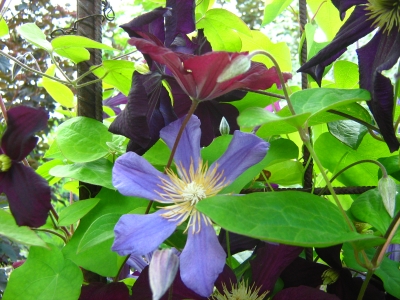 Klematis