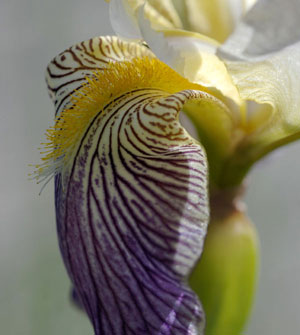 Iris